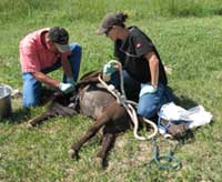 equine_castration