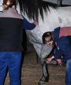 Equine Lamess Exam