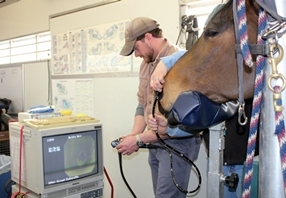 Equine Endoscope 