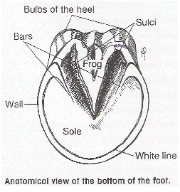 Hoof Anatomy  Colorado Equine Veterinary Services