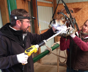 A periodic dental examination is essential to your horses health and performance.