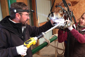 Equine Dentistry