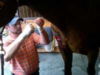 equine_injury_care